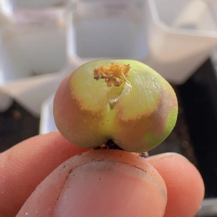 279 雪茄1.65。