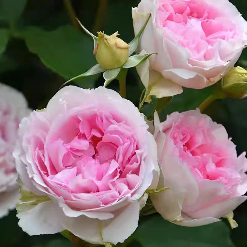 四季 藤本月季 大苗新品 大花强香 直立勤花 丰花 抗病 阳台 庭院