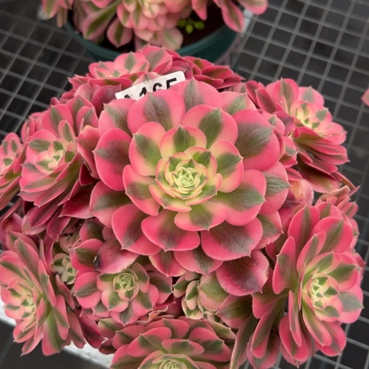 165女巫23厘米左右