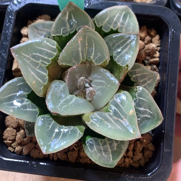 未央宫一物一拍带盆