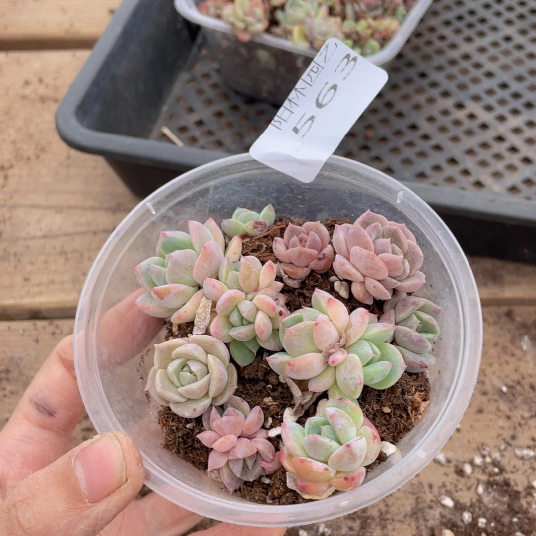 多肉植物多肉植物563