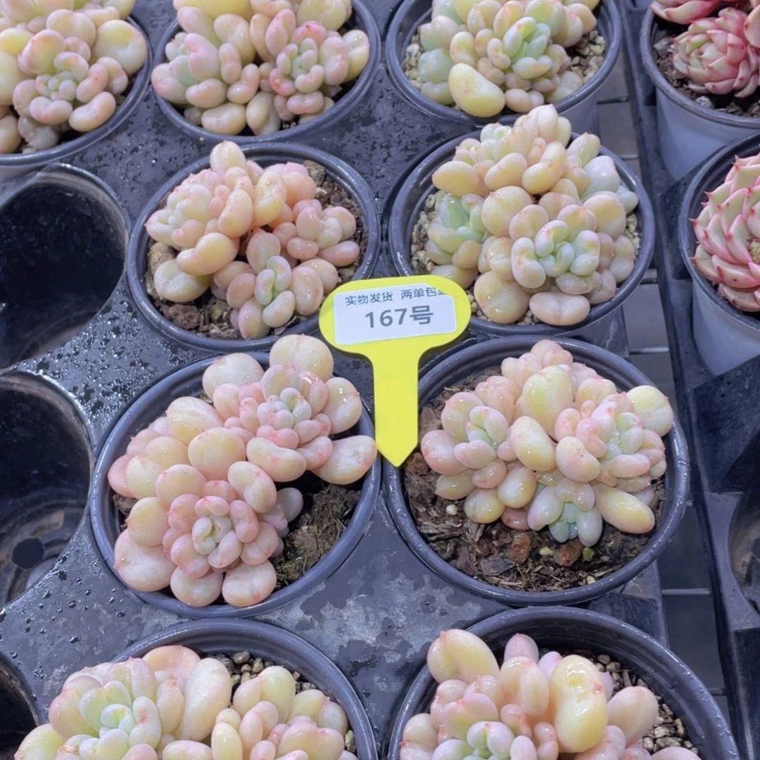 167号 全状态比尔盖茨多头群一个