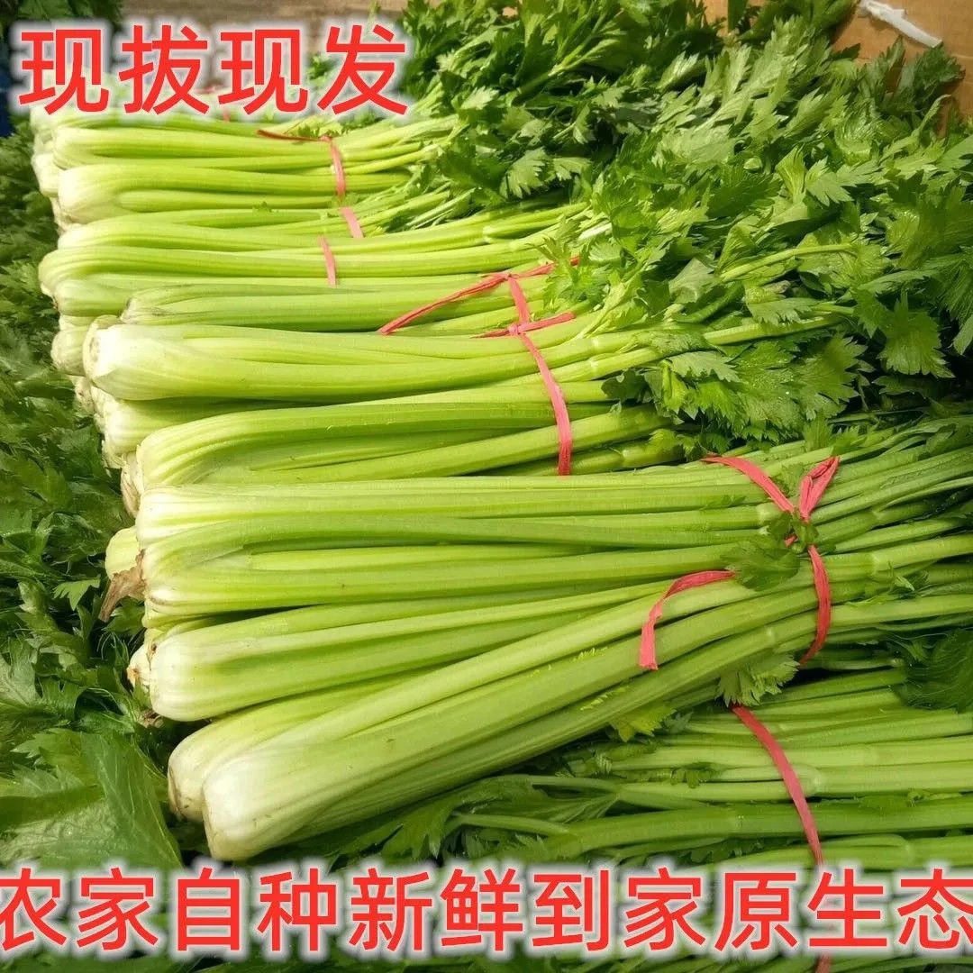 河南周口农家自种新鲜西芹现挖现发脆嫩应季蔬菜榨汁食材