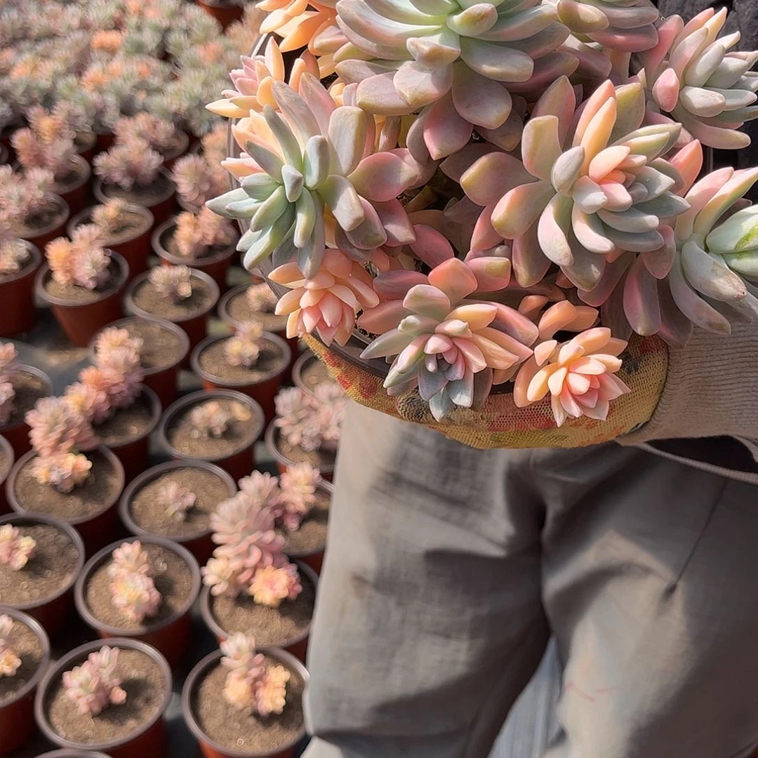 晓**奏多肉植物淡雪景D20