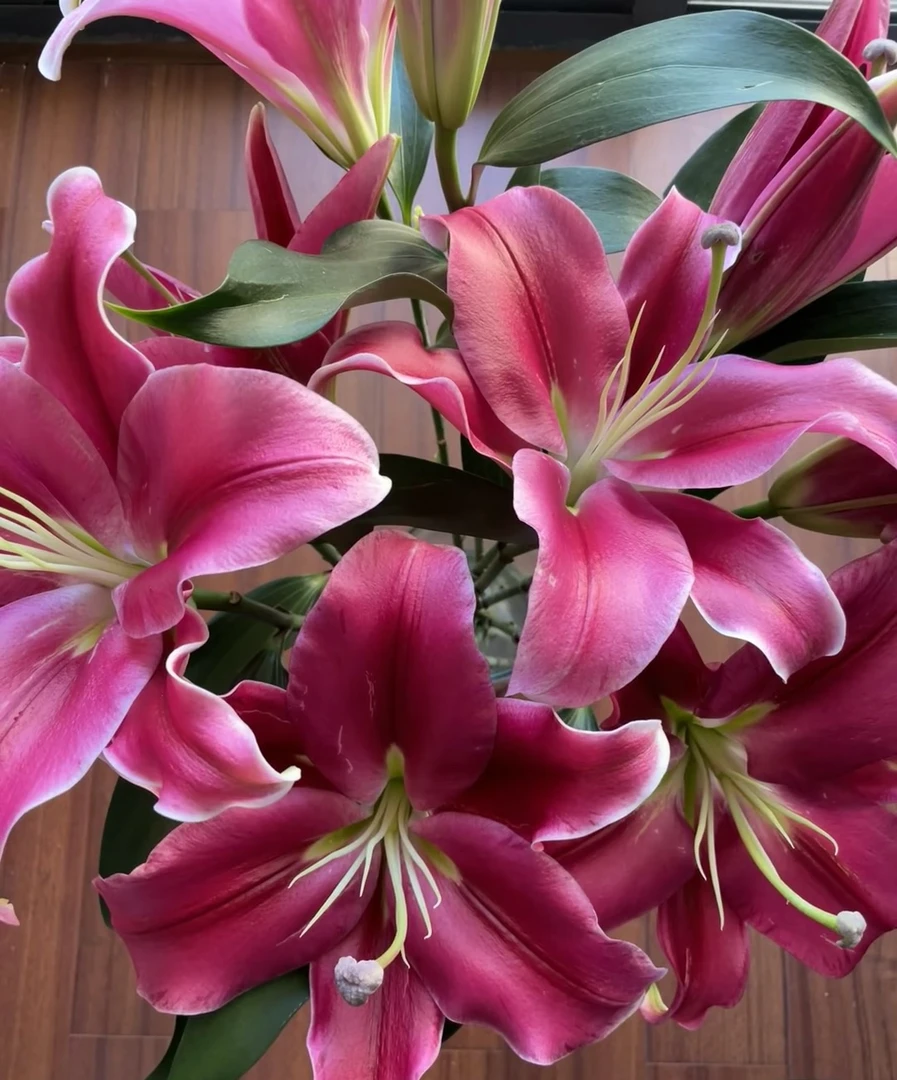 【甜甜家】帕拉佐精品百合鲜花