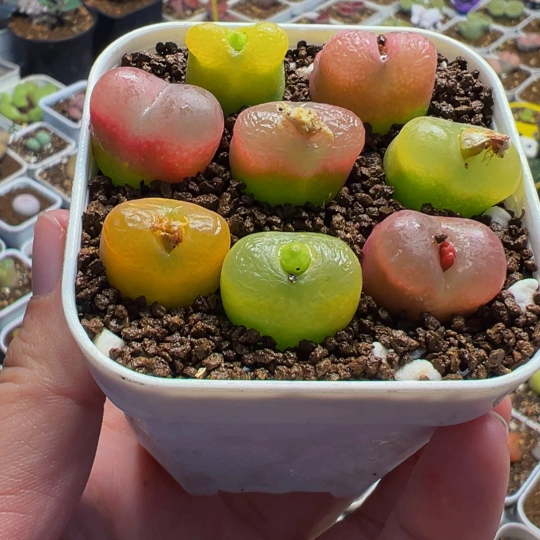 015多肉植物盆栽植物