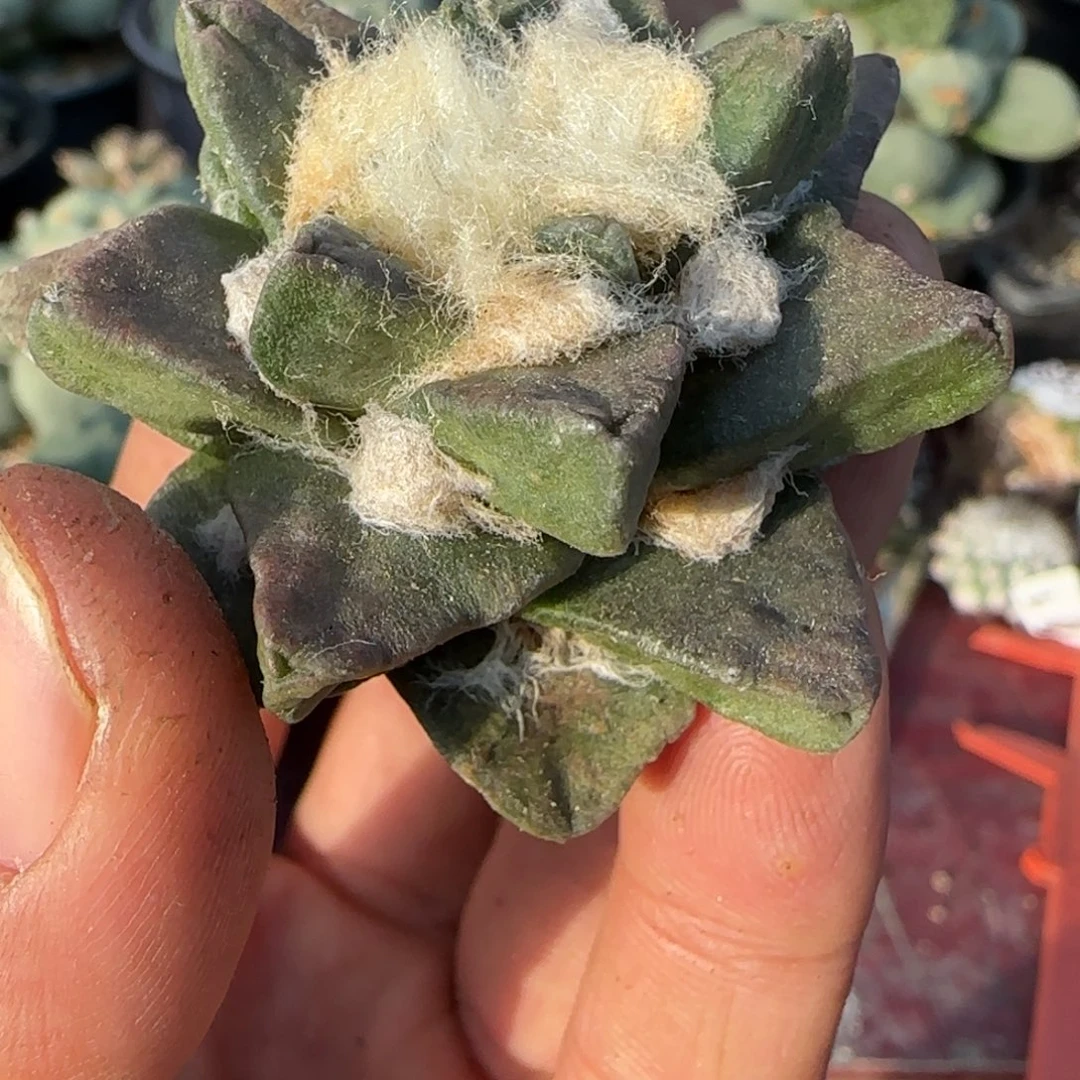 无花朵自根短尤龙角粗217