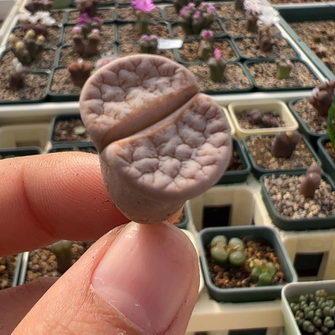 92 好看的多肉冲冲冲