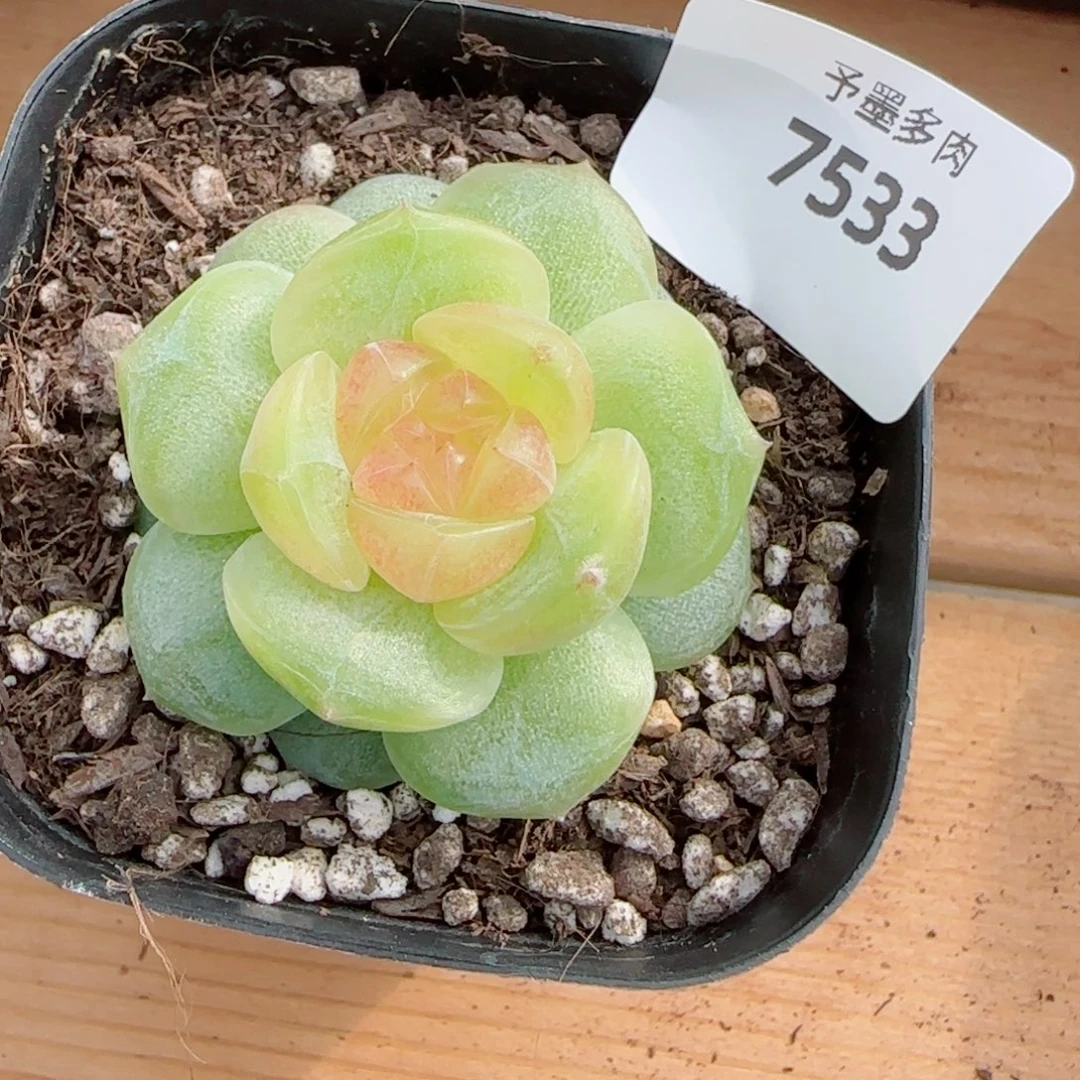 追月，7533多肉植物