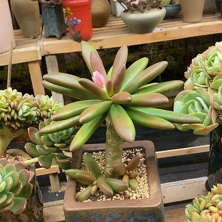 多肉植物肉肉植物