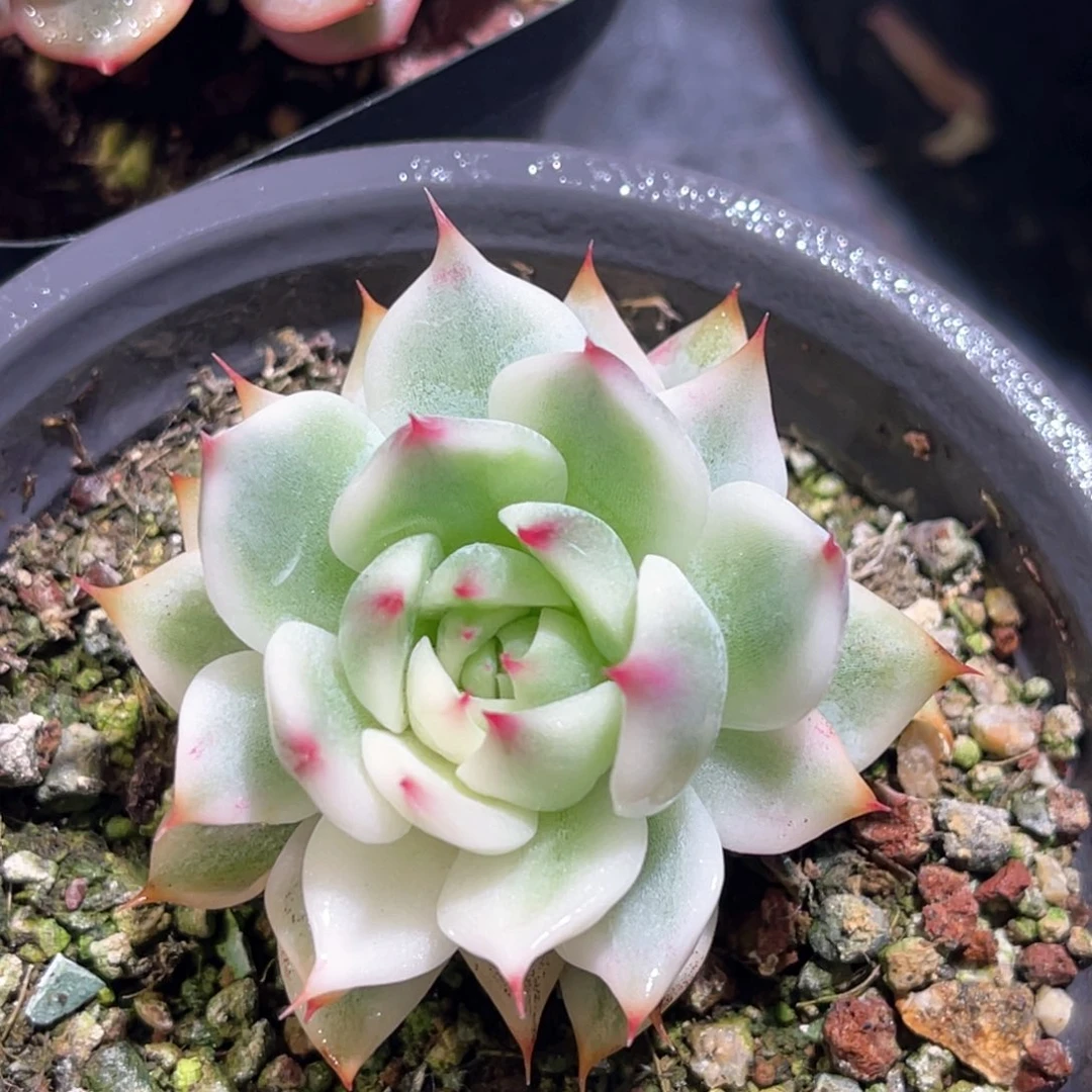 多肉特价吉娃娃锦年3621