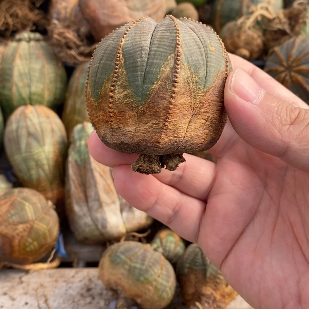 欧系布纹球一物一拍