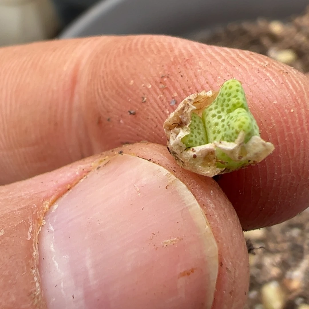 量拍园艺714b鹿角斑马一颗