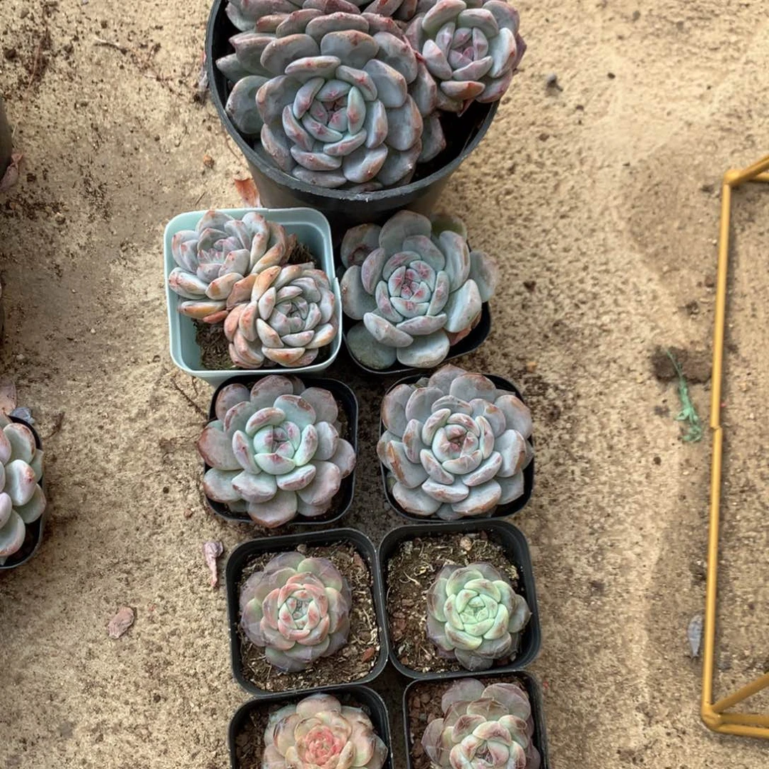 轻***尘橙梦露不带盆9颗75号