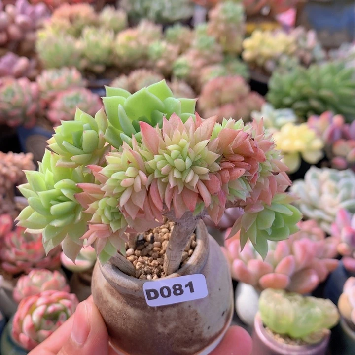 一物一拍含盆土满38包邮D081