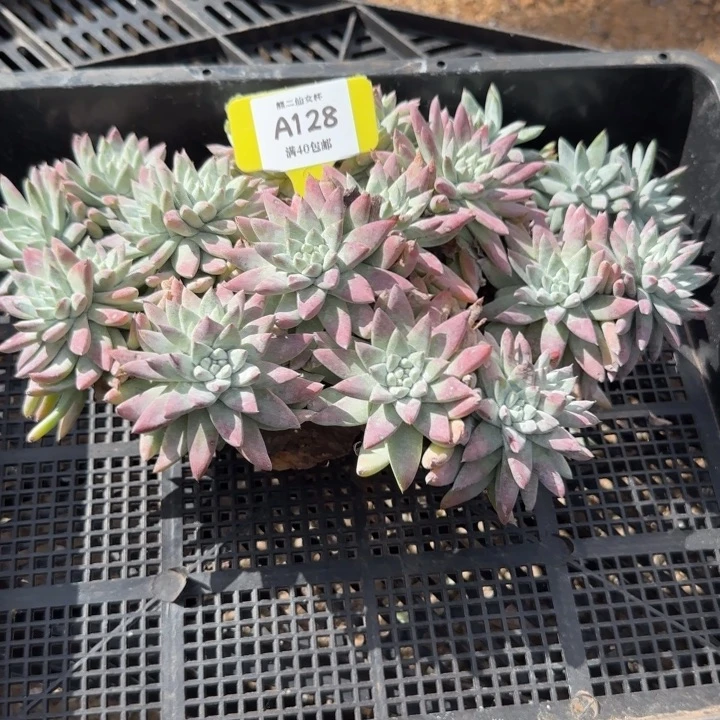 多肉植物仙女杯A128君姐