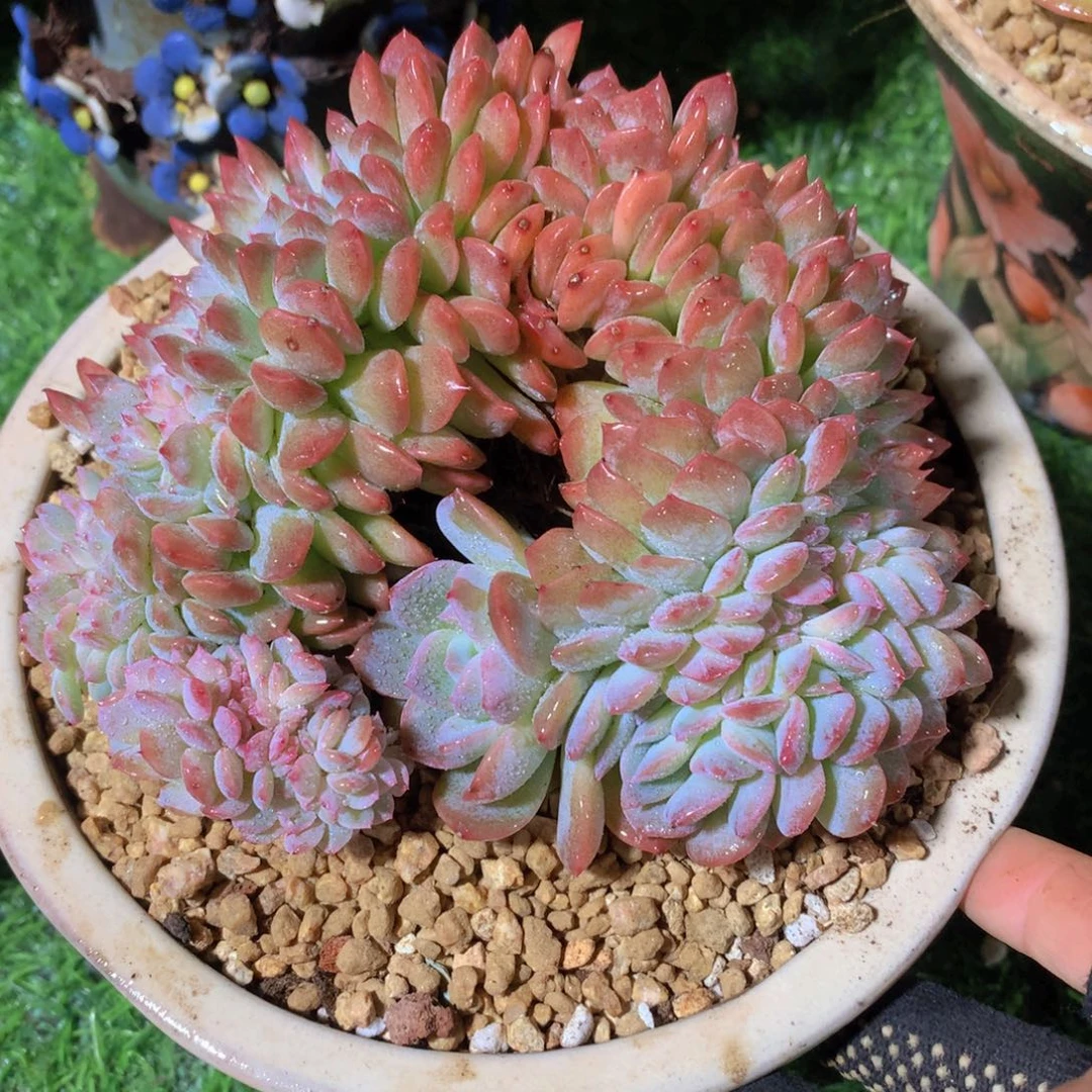 冰魄16 公分一物一拍