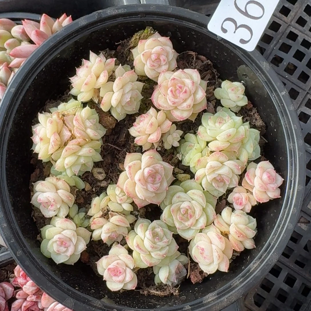 多肉植物多肉植物365