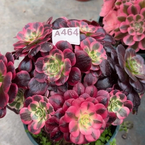 464凤冠25厘米左右