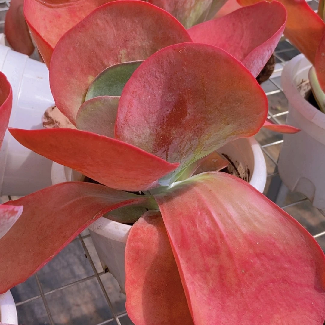 唐印特大大单头精控精养