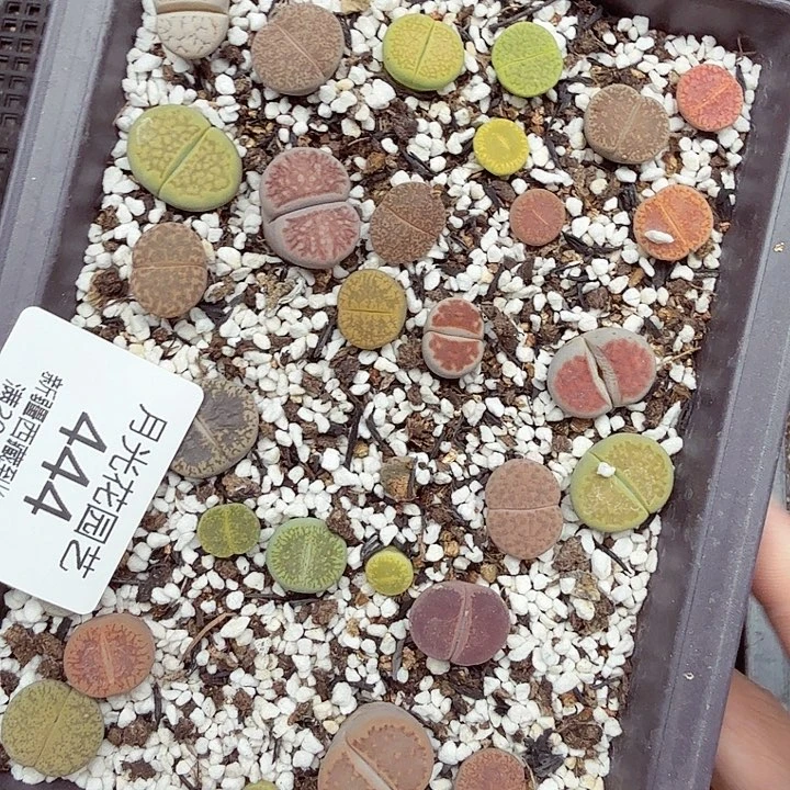 不会因为时间不凑巧被444好