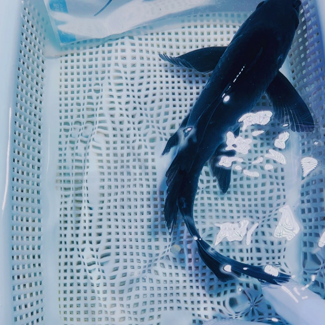 海水鱼锦鲤观赏鱼