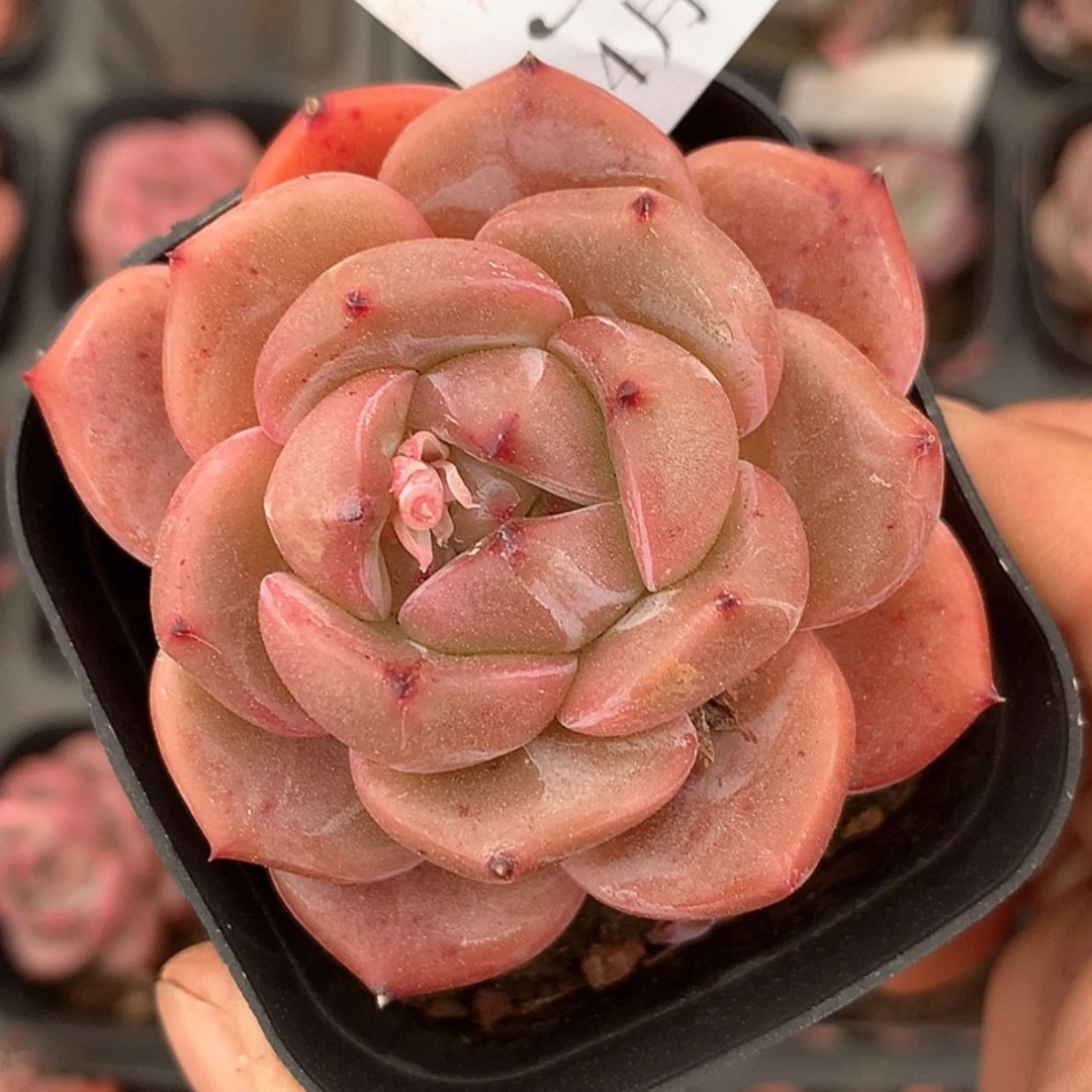 【闪购商品】云303