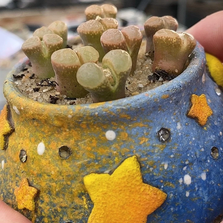 鲑鱼粉风铃一颗。