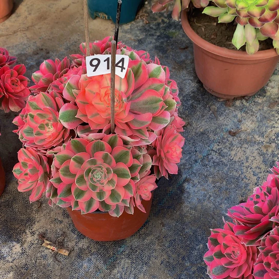 肖*多肉粉女巫914.000000