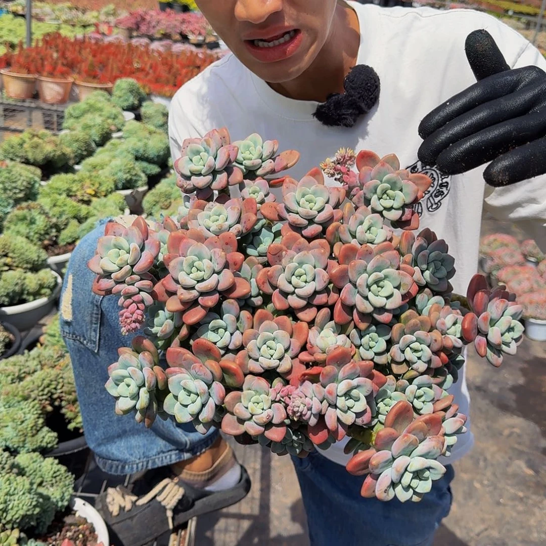 10.11日洛神大群 捡漏