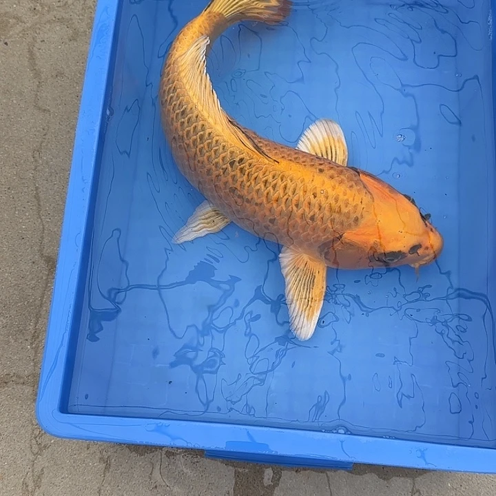 海水鱼赤目芒果金松