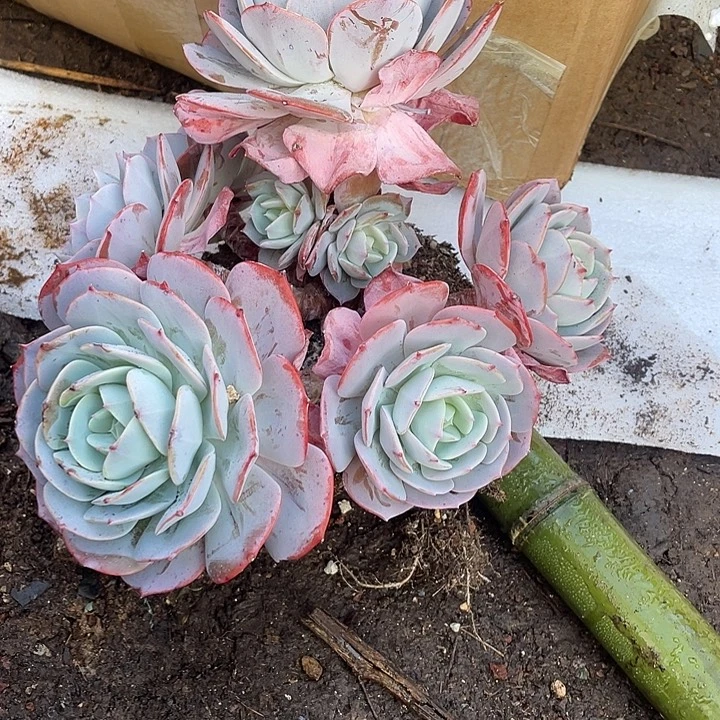 小***白多肉植物，一物一拍