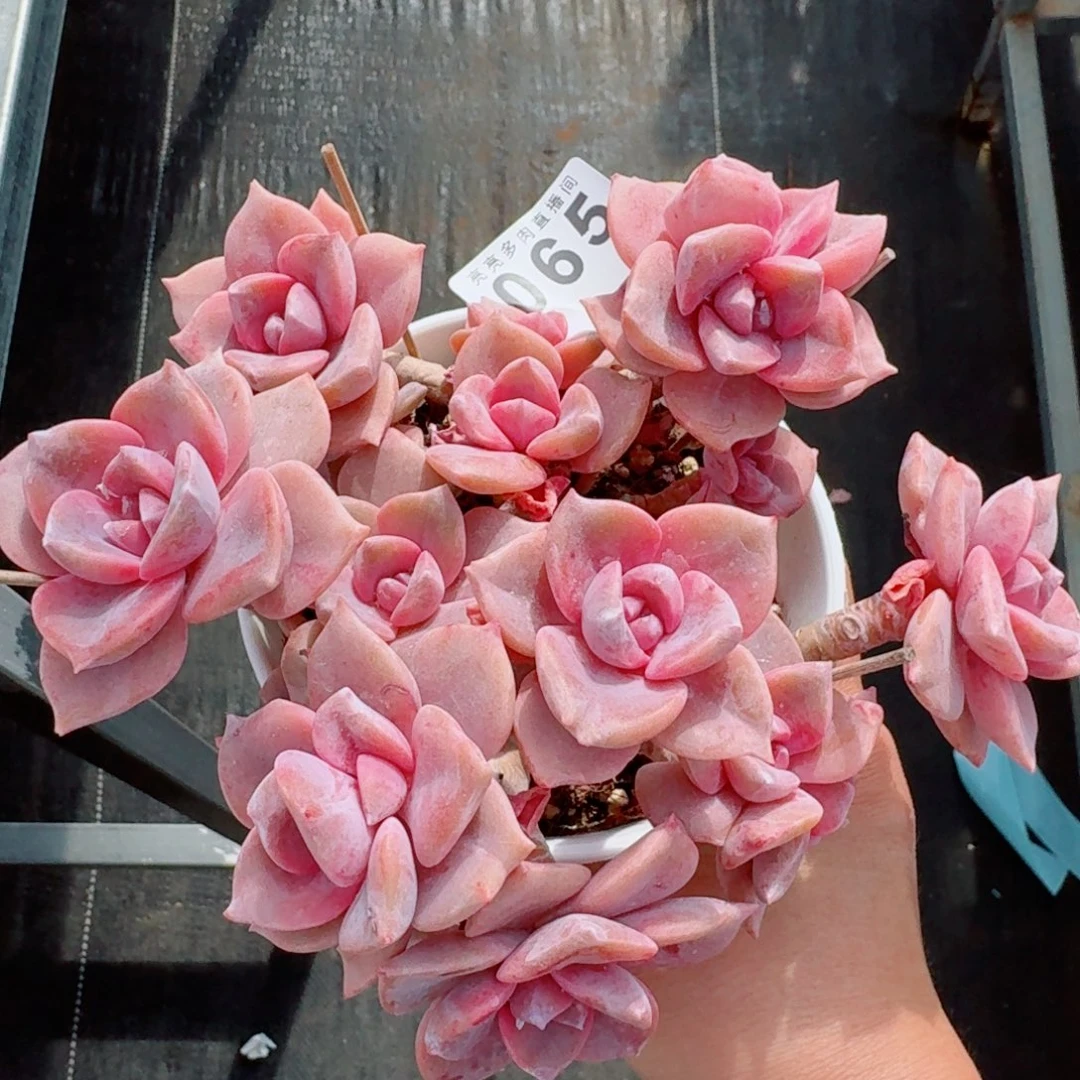 彩虹糖      愿你一路坦途，乘风破浪展宏图