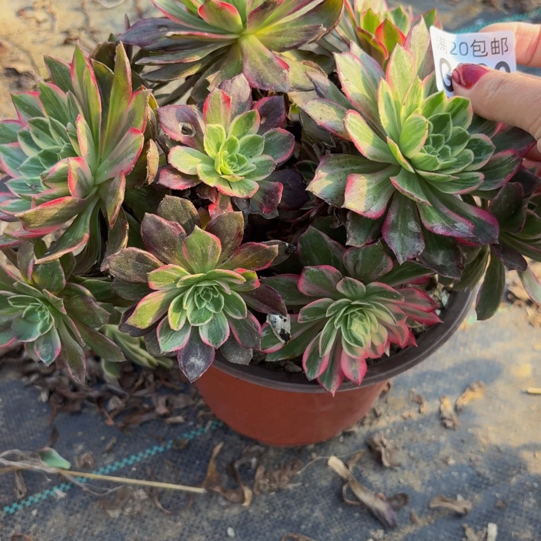 39多肉植物捧花的