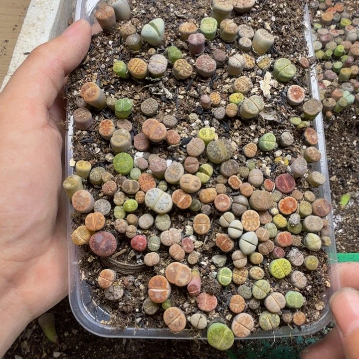 多肉植物的生长发育112