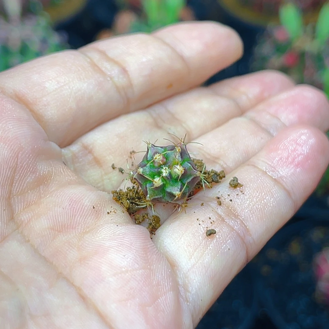 A****e米哈洛维奇 实生侧