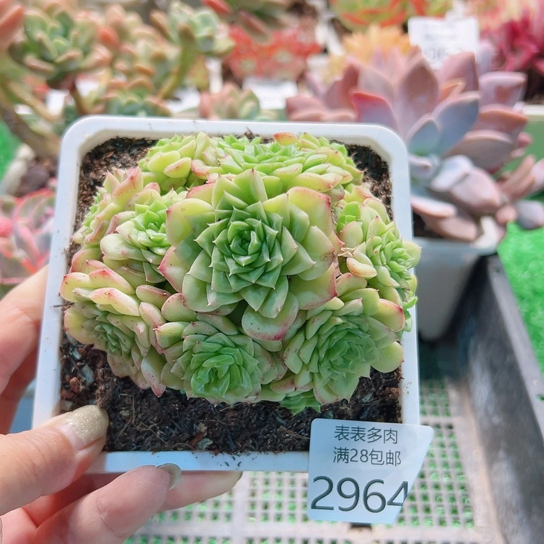 多肉一物一拍植物2964