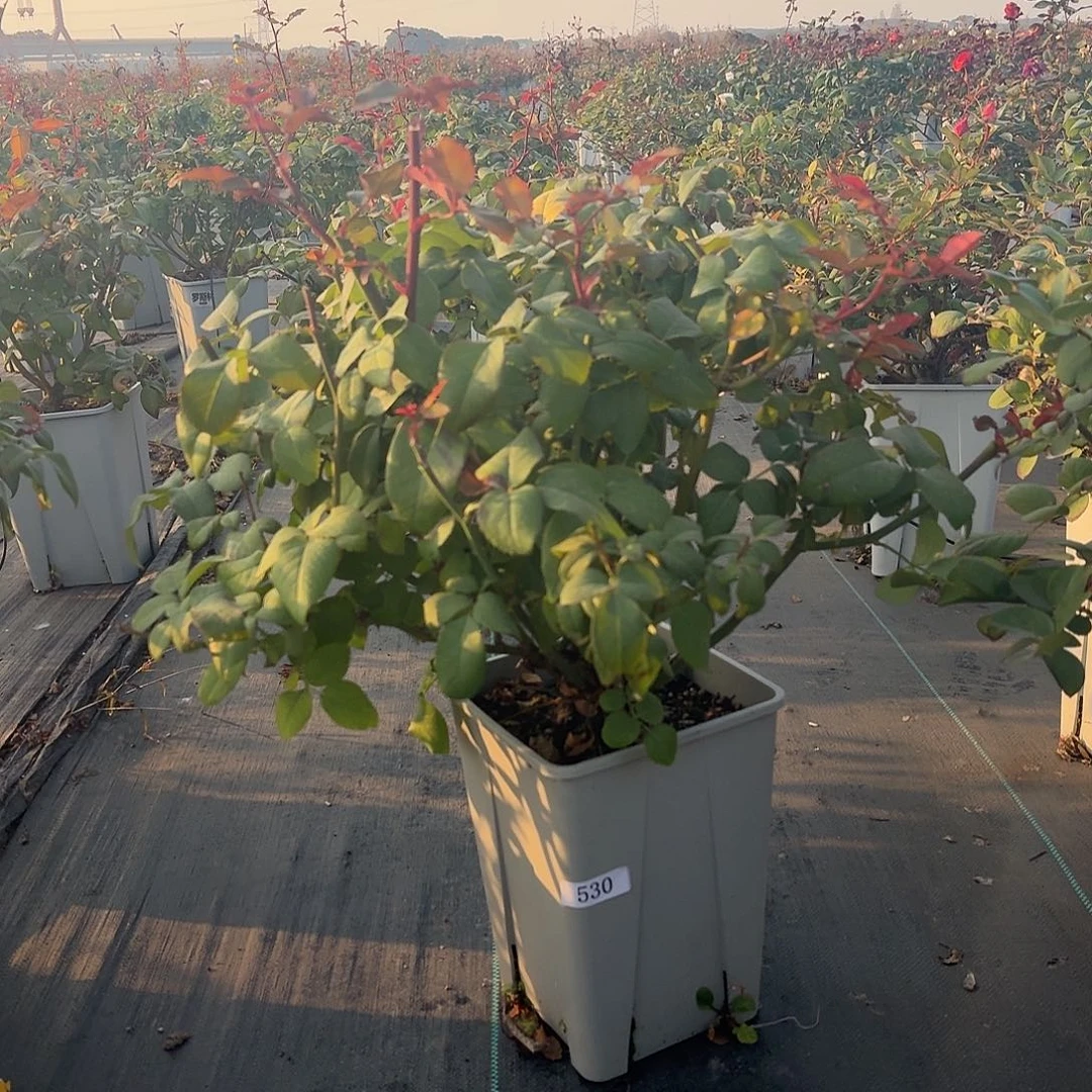 当前无花朵，栽培后可花朵530