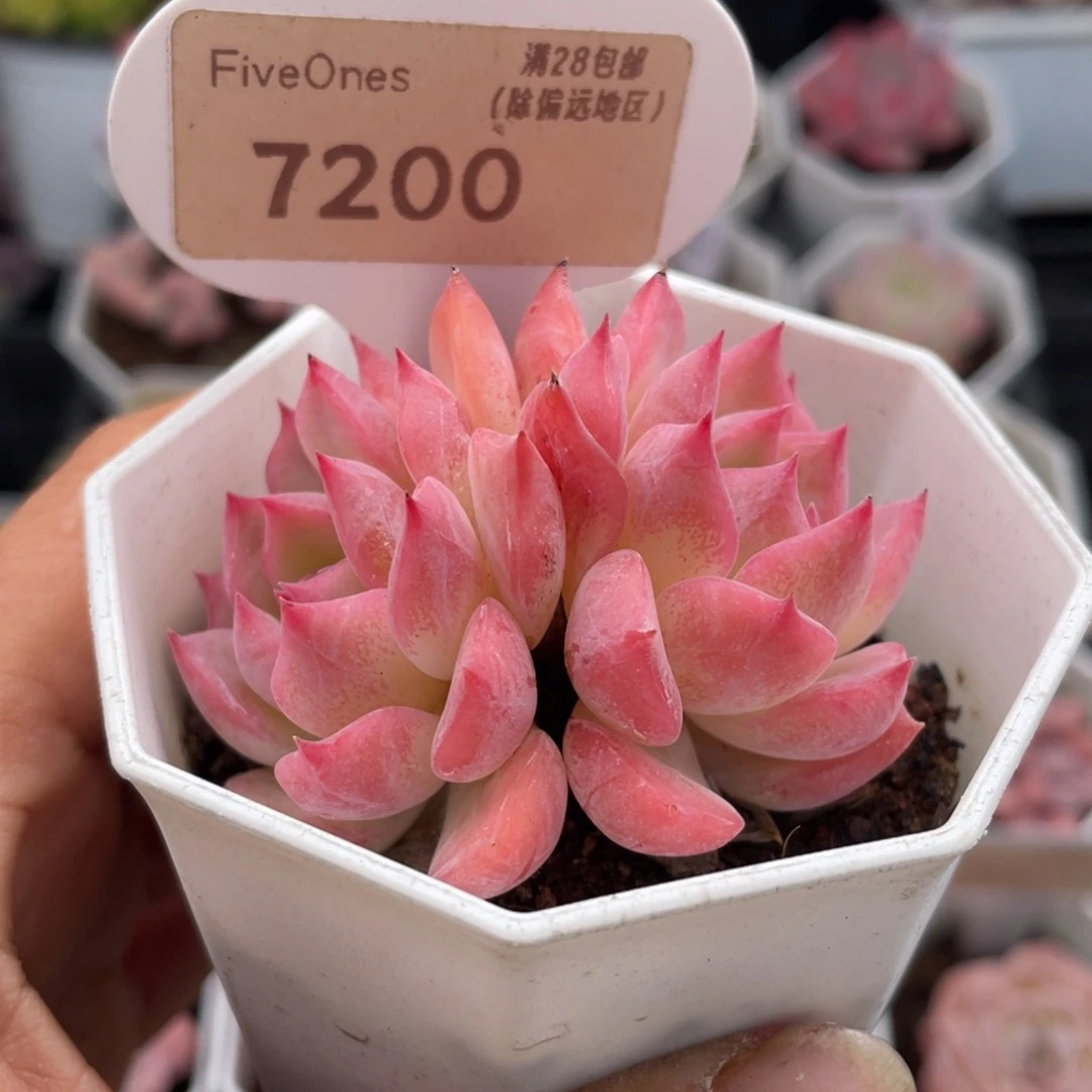 卡若林7200-5.5厘米