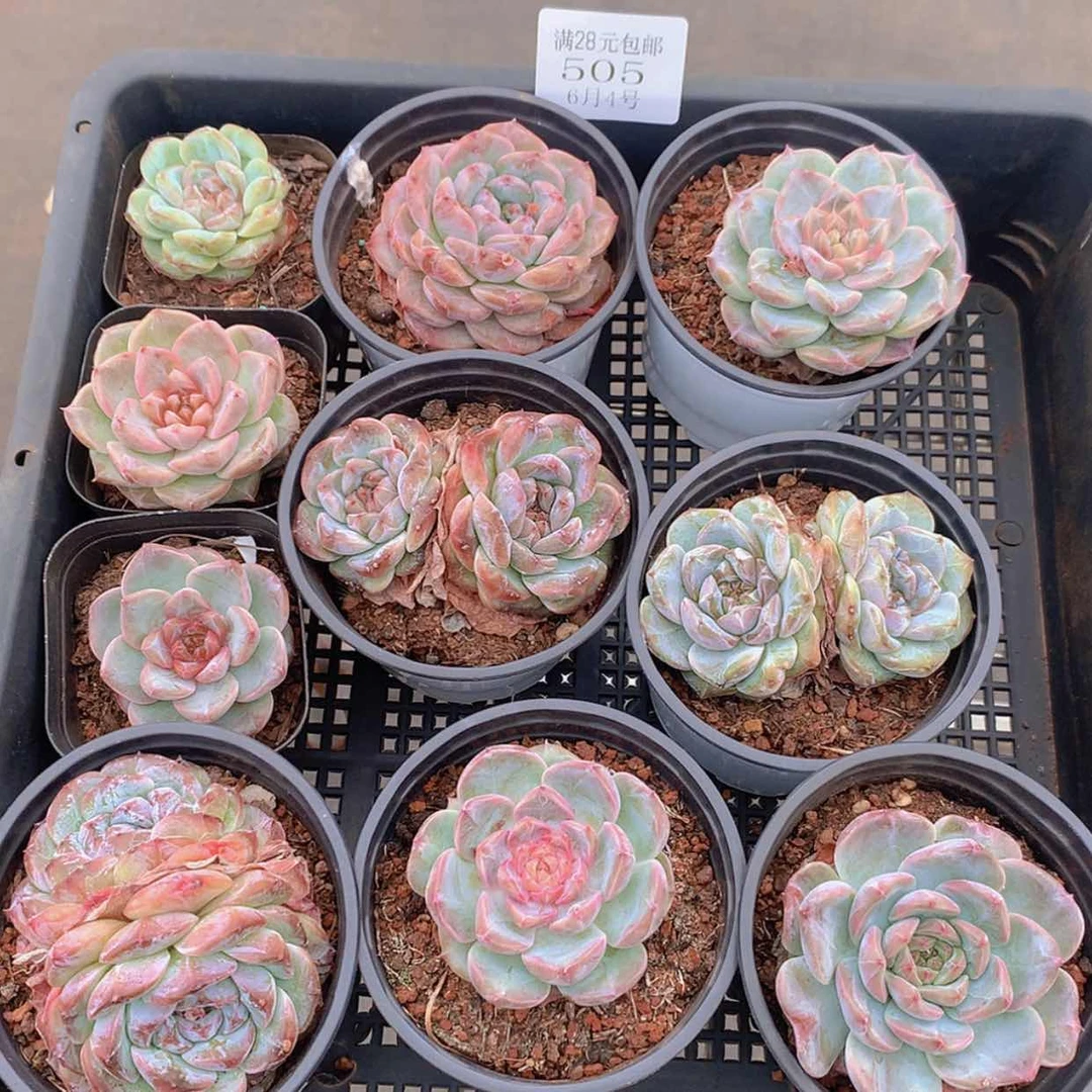 【闪购商品】云505号九颗