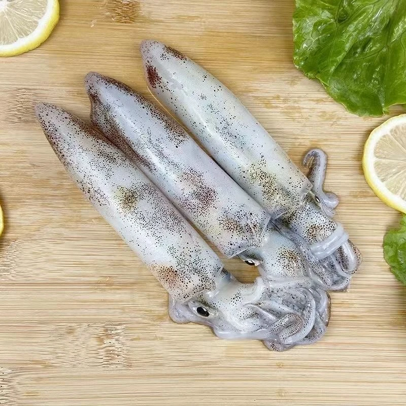 4斤装 纯生新鲜海兔 深海速冻天然野生笔管鱼