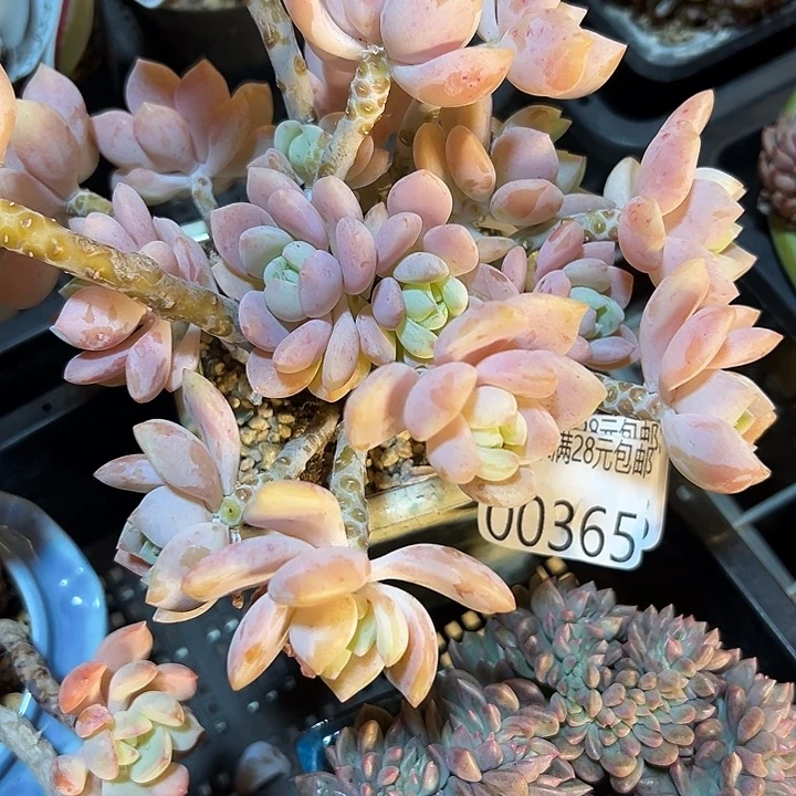 幸运的是你能给我们