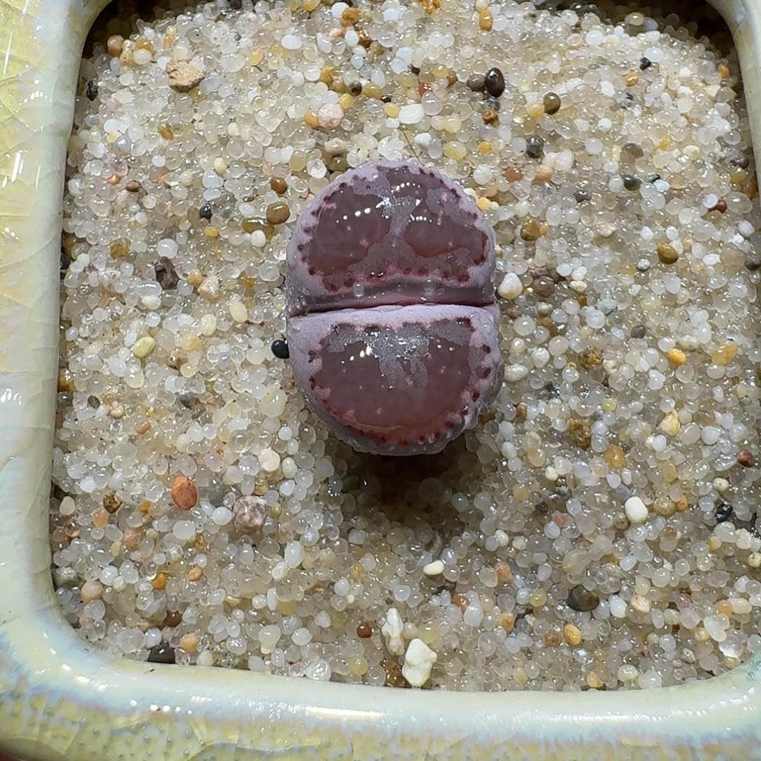 红陶蘑菇206紫饼