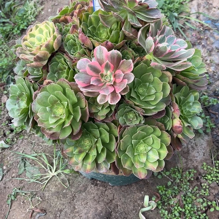 艺***园150抹茶多少植物法师