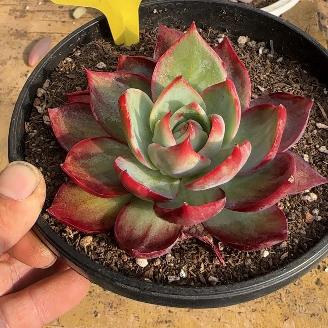 惊鸿一物一拍包装收缩花旱412