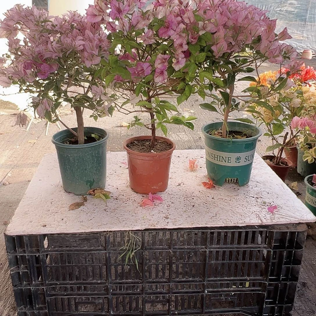 大部分花苞少量开放花叶苹果花，雪紫，丽娜组合