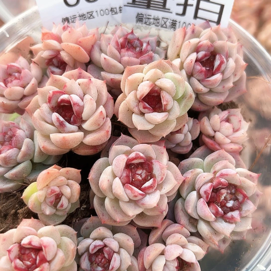 贰月园艺量拍007