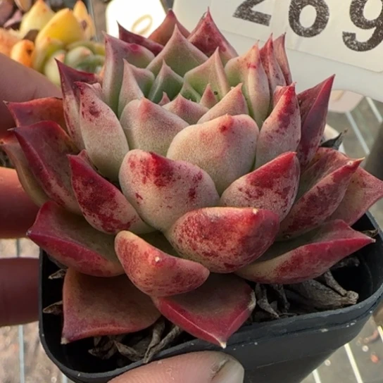 269杂一物一拍多肉