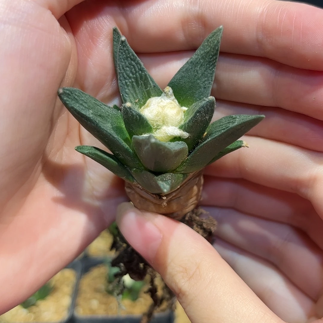 4cm实生大白龙丸带盆