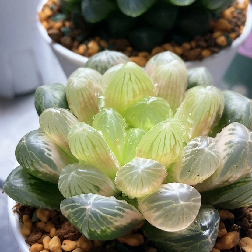 【闪购商品】翡翠琥珀87